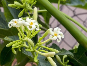 花都蓝田村，干草花卉与花卉种植的和谐共生花都蓝田花木苗圃场